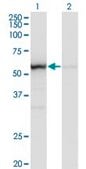 Monoclonal Anti-OXSR1 antibody produced in mouse clone 1B10, purified immunoglobulin, buffered aqueous solution