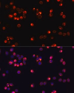 Anti-AKT2 antibody produced in rabbit