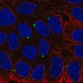 Anti-EDEM1 antibody produced in rabbit Prestige Antibodies® Powered by Atlas Antibodies, affinity isolated antibody, buffered aqueous glycerol solution