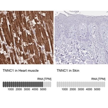 Anti-TNNC1 antibody produced in rabbit Prestige Antibodies&#174; Powered by Atlas Antibodies, affinity isolated antibody, buffered aqueous glycerol solution