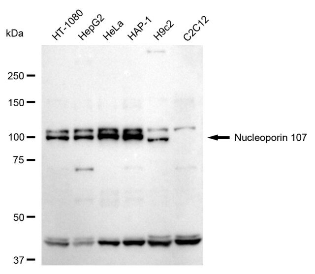 Anti Nucleoporin 107 Antibody, clone 24GB155, Rabbit Monoclonal clone 24GB155, recombinant rabbit monoclonal, expressed in HEK293 cells