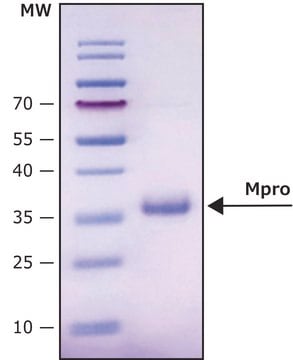 Mpro, 3CL Protease from coronavirus SARS-COV-2 recombinant protein, lyophilized product