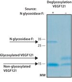 VEGF121 recombinant, expressed in HEK 293 cells, suitable for cell culture