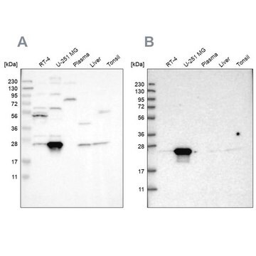 Anti-BAG2 antibody produced in rabbit Prestige Antibodies&#174; Powered by Atlas Antibodies, affinity isolated antibody, buffered aqueous glycerol solution