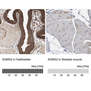 Anti-SGMS2 antibody produced in rabbit Prestige Antibodies&#174; Powered by Atlas Antibodies, affinity isolated antibody, buffered aqueous glycerol solution