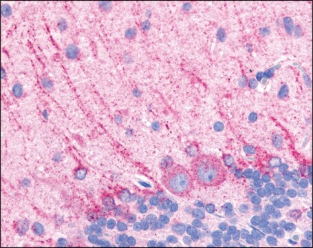 Anti-DRD5 / DOPAMINE antibody produced in rabbit affinity isolated antibody