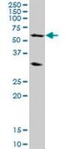 Anti-POLR3C antibody produced in mouse purified immunoglobulin, buffered aqueous solution