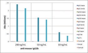 Anti-Mouse IgG2b antibody, Rabbit monoclonal recombinant, expressed in HEK 293 cells, clone RM108, purified immunoglobulin