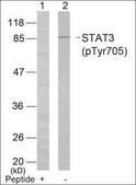 抗 磷酸化-STAT3 (pTyr 705 ) 兔抗 affinity isolated antibody