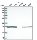 Anti-CFDP1 antibody produced in rabbit Prestige Antibodies® Powered by Atlas Antibodies, affinity isolated antibody