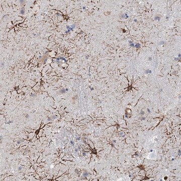 Anti-RIN3 antibody produced in rabbit Prestige Antibodies&#174; Powered by Atlas Antibodies, affinity isolated antibody, buffered aqueous glycerol solution