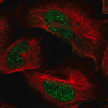 Anti-ARID2 antibody produced in rabbit Prestige Antibodies&#174; Powered by Atlas Antibodies, affinity isolated antibody