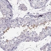 Anti-MROH7 Prestige Antibodies&#174; Powered by Atlas Antibodies, affinity isolated antibody