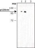 Monoclonal Anti-p120ctn (Catenin-related) antibody produced in mouse clone 6H11, tissue culture supernatant