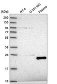 Anti-TAF11 antibody produced in rabbit Prestige Antibodies&#174; Powered by Atlas Antibodies, affinity isolated antibody