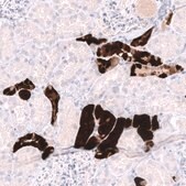 Monoclonal Anti-PVALB antibody produced in mouse Prestige Antibodies® Powered by Atlas Antibodies, clone CL15072, purified antibody (Protein A)