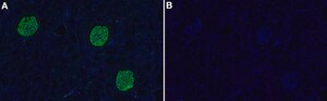 Anti-Podocalyxin Antibody, clone 1E13 ZooMAb&#174; Rabbit Monoclonal recombinant, expressed in HEK 293 cells