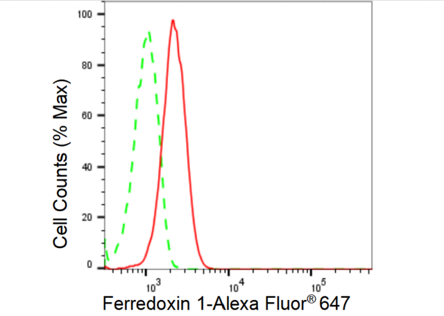 Anti Ferredoxin 1 Antibody, clone 23GB5395, Rabbit Monoclonal clone 23GB5395, recombinant rabbit monoclonal, expressed in HEK293 cells