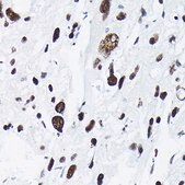 Anti-Phospho-c-Jun-T91 antibody produced in rabbit