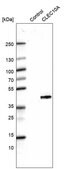 Monoclonal Anti-CLEC10A antibody produced in mouse Prestige Antibodies® Powered by Atlas Antibodies, clone CL15523, purified antibody (Protein A)