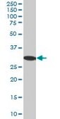 Anti-RPA2 antibody produced in mouse purified immunoglobulin, buffered aqueous solution