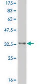 ANTI-HES2 antibody produced in mouse clone 2G6, purified immunoglobulin, buffered aqueous solution