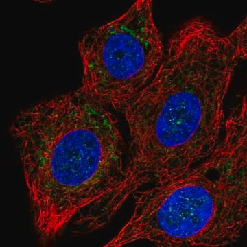 Anti-COX15 antibody produced in rabbit Prestige Antibodies&#174; Powered by Atlas Antibodies, affinity isolated antibody