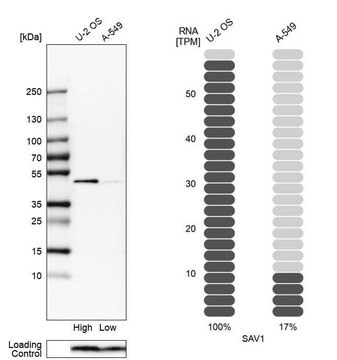 Anti-SAV1 antibody produced in rabbit Prestige Antibodies&#174; Powered by Atlas Antibodies, affinity isolated antibody, buffered aqueous glycerol solution