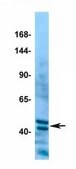 Anti-TRIM10 antibody produced in rabbit IgG fraction of antiserum