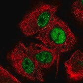 Anti-HCFC1R1 antibody produced in rabbit Prestige Antibodies&#174; Powered by Atlas Antibodies, affinity isolated antibody, buffered aqueous glycerol solution
