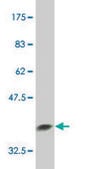 ANTI-EIF2AK2 antibody produced in mouse clone 2C2, purified immunoglobulin, buffered aqueous solution