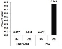ChIPAb+ Androgen Receptor- ChIP Validated Antibody and Primer Set from rabbit, purified by affinity chromatography