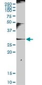 Anti-KLRC1 antibody produced in rabbit purified immunoglobulin, buffered aqueous solution