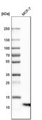 Anti-S100A13 antibody produced in rabbit Prestige Antibodies&#174; Powered by Atlas Antibodies, affinity isolated antibody, buffered aqueous glycerol solution