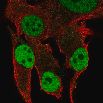 Anti-Dusp4 Antibody Produced In Rabbit Prestige Antibodies&#174; Powered by Atlas Antibodies, affinity isolated antibody, buffered aqueous glycerol solution