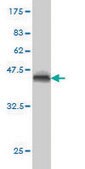 Monoclonal Anti-DAF antibody produced in mouse clone 1G3, purified immunoglobulin, buffered aqueous solution