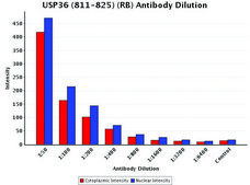 Anti-USP36 (811-825) antibody produced in rabbit IgG fraction of antiserum, buffered aqueous solution
