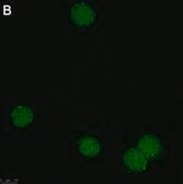 Anti-Zfp64 Antibody, clone 3B22 ZooMAb® Rabbit Monoclonal recombinant, expressed in HEK 293 cells