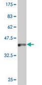 ANTI-INDO antibody produced in mouse clone 4F9, purified immunoglobulin, buffered aqueous solution