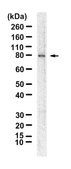 Anti-MRE11 Antibody, clone 1E7 ZooMAb® Rabbit Monoclonal recombinant, expressed in HEK 293 cells
