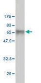 Monoclonal Anti-WDR42A antibody produced in mouse clone 1A12, ascites fluid
