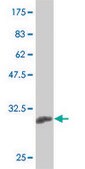 Monoclonal Anti-KLF13 antibody produced in mouse clone 1D3, purified immunoglobulin, buffered aqueous solution
