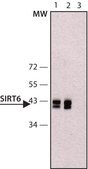 Anti-SIRT6 antibody, Mouse monoclonal clone SIRT6-4, purified from hybridoma cell culture