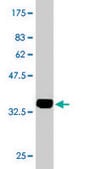 Monoclonal Anti-LASS4 antibody produced in mouse clone 7D1, purified immunoglobulin, buffered aqueous solution