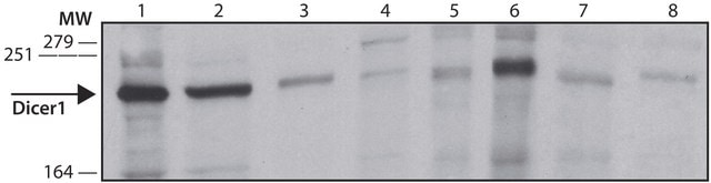 Monoclonal Anti-DICER1 antibody produced in mouse ~1.0&#160;mg/mL, clone DCR1, purified immunoglobulin, buffered aqueous solution