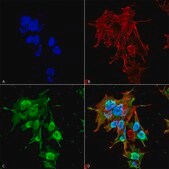 Monoclonal Anti-REEP1-Atto 595 antibody produced in mouse clone S345-51