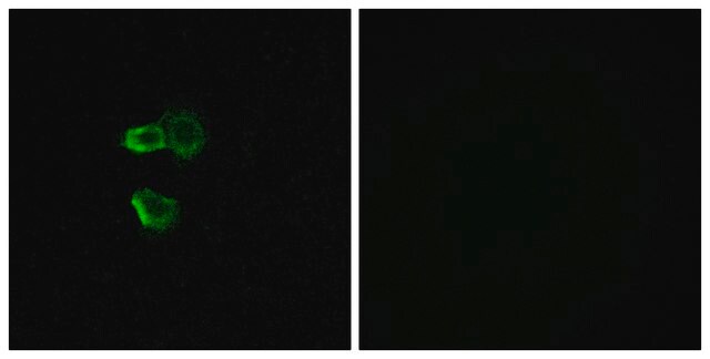 Anti-OR56B4 antibody produced in rabbit affinity isolated antibody