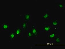 Monoclonal Anti-NEK11 antibody produced in mouse clone 4E1-1F4, purified immunoglobulin, buffered aqueous solution