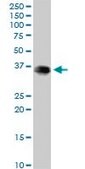 Anti-EEF1D antibody produced in mouse IgG fraction of antiserum, buffered aqueous solution
