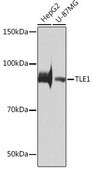 Anti-TLE1 antibody produced in rabbit
